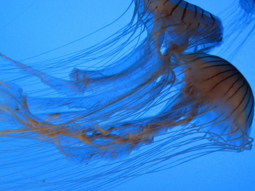 Atlanta Aquariaum - Jellyfish 2.jpg